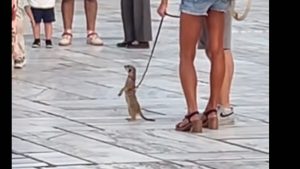 Κι όμως! Έβγαλε βόλτα το κατοικίδιο της, ένα… σουρικάτα! (βίντεο)