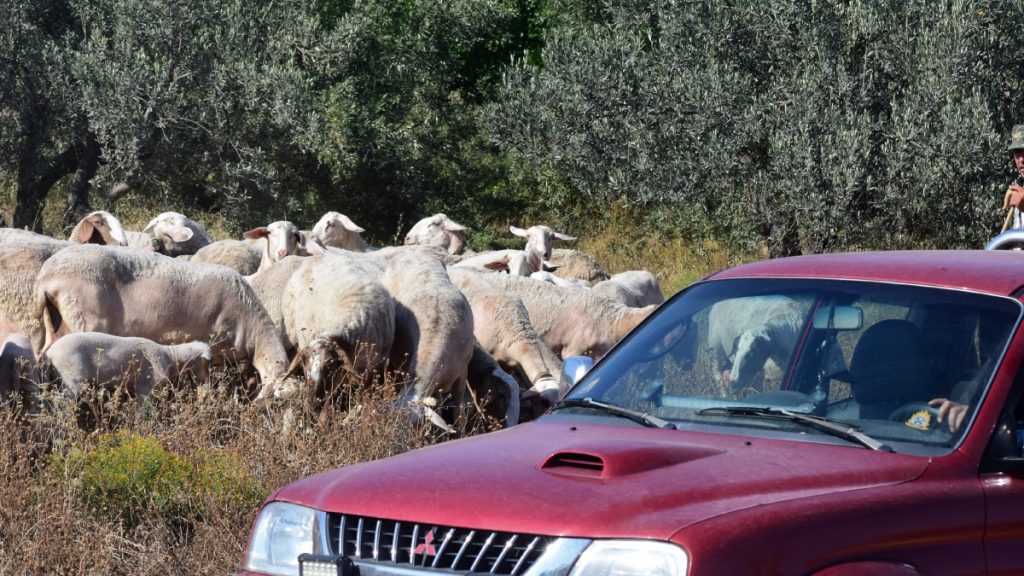 Κρίσιμο 10ήμερο με έκτακτα μέτρα κατά της ευλογιάς των αιγοπροβάτων, αλλιώς lockdown