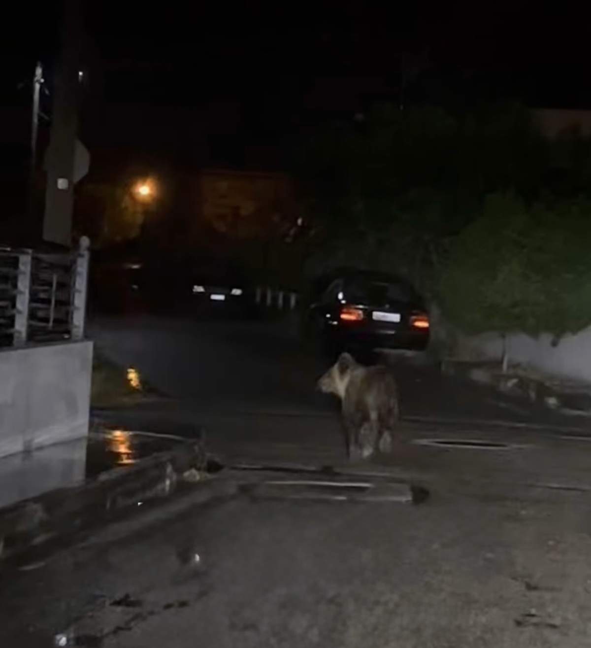 Τρίκαλα