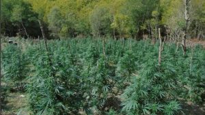Εντοπίστηκαν 5.085 δενδρύλλια κάνναβης στον Όλυμπο – Σχηματίστηκε δικογραφία για τρεις αλλοδαπούς (εικόνες)