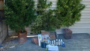 Δραπετσώνα: Χειροπέδες σε 60χρονο για καλλιέργεια δενδρυλλίων κάνναβης