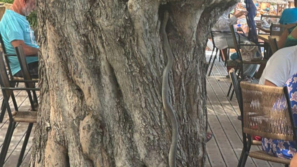 Αλόννησος: Φίδι δύο μέτρων έκανε “έφοδο” σε beach bar – Το ερπετό είχε σκαρφαλώσει σε μια ελιά (pics)