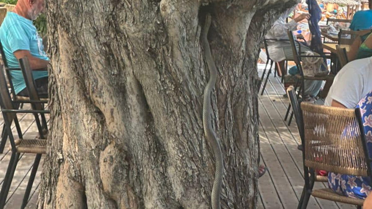 Αλόννησος: Φίδι δύο μέτρων έκανε “έφοδο” σε beach bar – Το ερπετό είχε σκαρφαλώσει σε μια ελιά (pics)