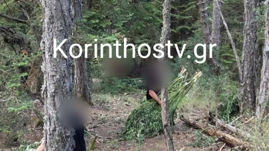 Εντοπίστηκε χασισοφυτεία μαμούθ σε δύσβατη περιοχή στην ορεινή Κορινθία – Χιλιάδες δενδρύλλια κάνναβης