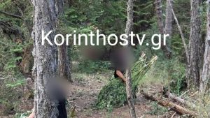 Εντοπίστηκε χασισοφυτεία μαμούθ σε δύσβατη περιοχή στην ορεινή Κορινθία – Χιλιάδες δενδρύλλια κάνναβης