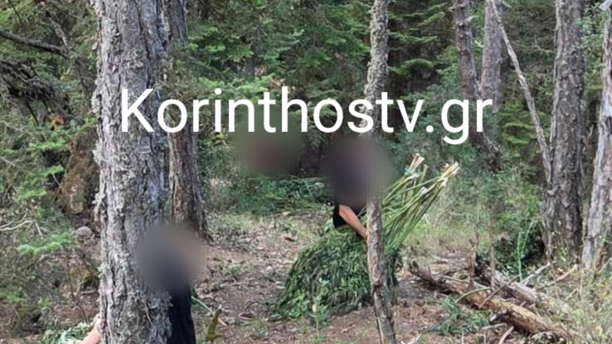 Εντοπίστηκε χασισοφυτεία μαμούθ σε δύσβατη περιοχή στην ορεινή Κορινθία – Χιλιάδες δενδρύλλια κάνναβης