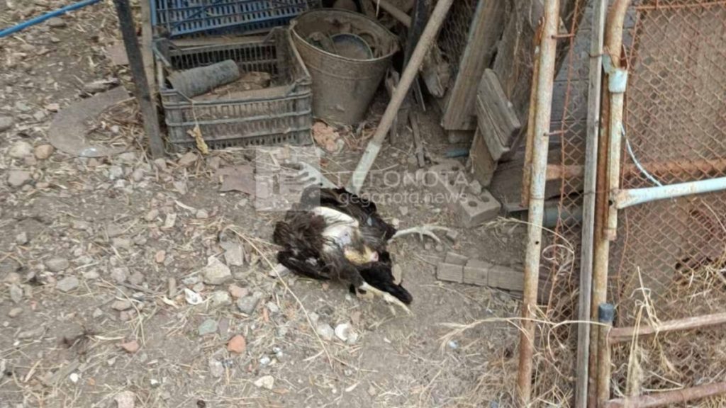Πήλιο: Αγέλη αδέσποτων σκυλιών μπήκε σε αγρόκτημα και σκότωσε 50 κότες