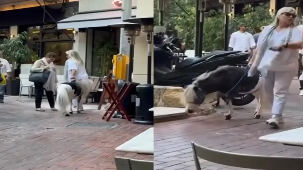 Γυναίκα πήγε βόλτα στο κέντρο της Αθήνας με το πόνυ της – Δείτε Βίντεο