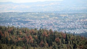 Θεσσαλονίκη: 51χρονος έσφαξε και έγδαρε αρνί στο δάσος του Σέιχ Σου για να τιμήσει το κουρμπάνι