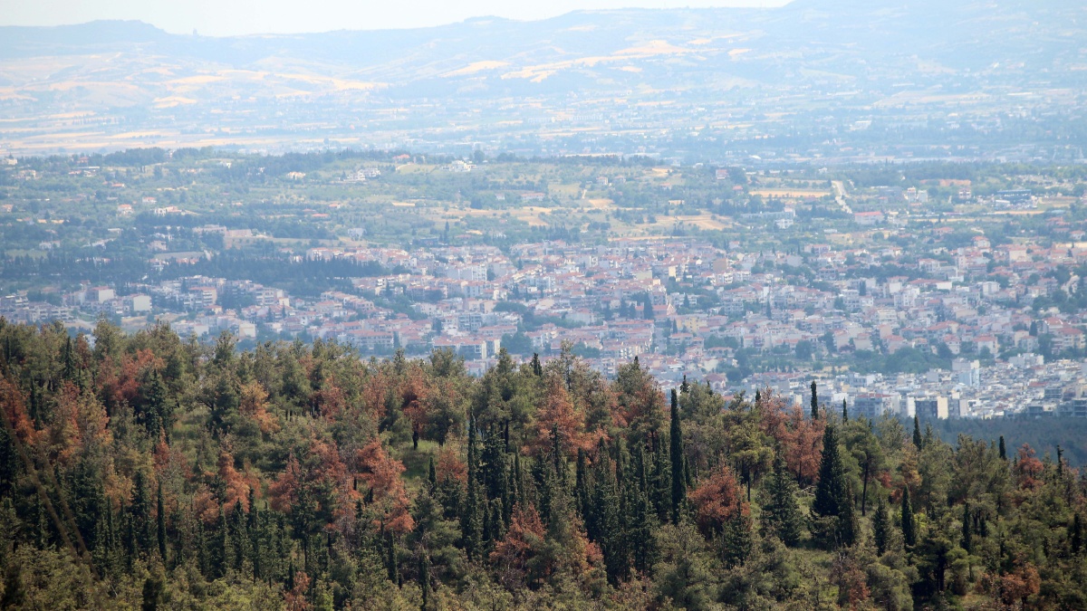 Θεσσαλονίκη: 51χρονος έσφαξε και έγδαρε αρνί στο δάσος του Σέιχ Σου για να τιμήσει το κουρμπάνι