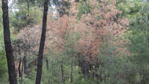 Θεσσαλονίκη: Ελεύθερος ο άντρας που έσφαξε και έγδαρε αρνί στο Σέιχ Σου για να τιμήσει το κουρμπάνι