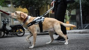 Ταξιτζής αρνήθηκε να πάρει επιβάτιδα με σκύλο οδηγό – Τι ισχύει με τη νομοθεσία (βίντεο)