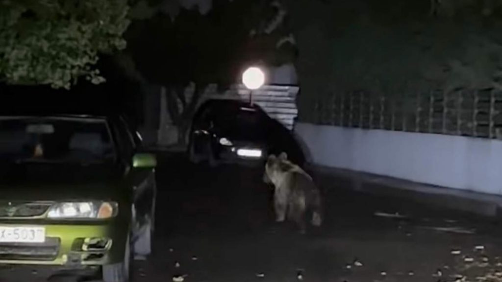 Τρίκαλα: Αρκούδα έκανε βόλτες στο κέντρο της πόλης – Δείτε εικόνες