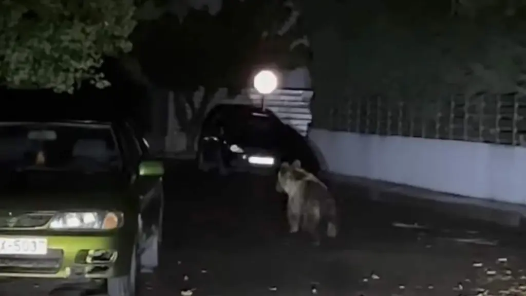 Τρίκαλα: Αρκούδα έκανε βόλτες στο κέντρο της πόλης – Δείτε εικόνες