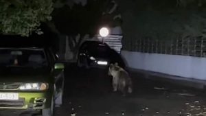 Τρίκαλα: Αρκούδα έκανε βόλτες στο κέντρο της πόλης – Δείτε εικόνες