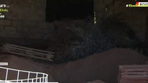 Βοιωτία: Πώς αποκαλύφθηκε η 62χρονη που έθαψε τη μητέρα της δίπλα στο σπίτι και παρουσίαζε άλλη στη θέση της