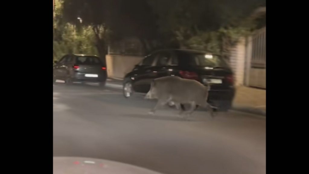 Χαϊδάρι: Η viral αντίδραση επιβατών αυτοκινήτου με το που εμφανίστηκε ένα αγριογούρουνο μπροστά τους (Βίντεο)