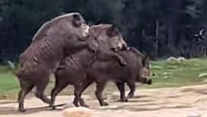 Το ασυνήθιστο σκηνικό με αγριογούρουνα στον Δήμο Αχαρνών (βίντεο)