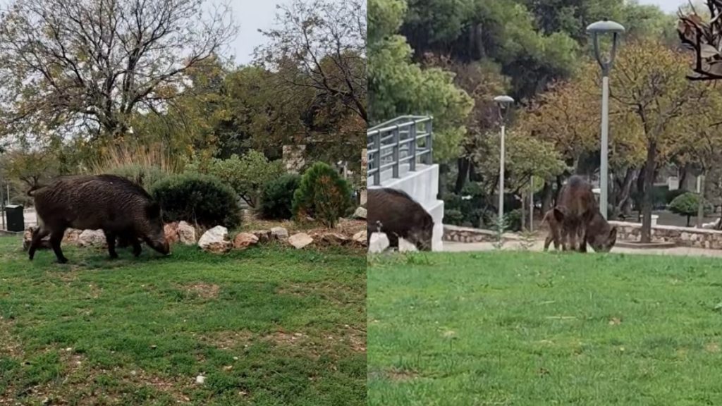 Θρακομακεδόνες: Αγριογούρουνα κάνουν βόλτες ανενόχλητα στην κεντρική πλατεία – Δείτε Βίντεο