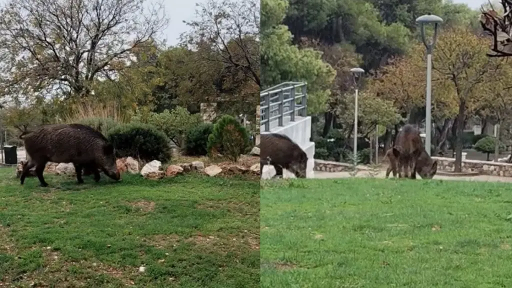 Θρακομακεδόνες: Αγριογούρουνα κάνουν βόλτες ανενόχλητα στην κεντρική πλατεία – Δείτε Βίντεο