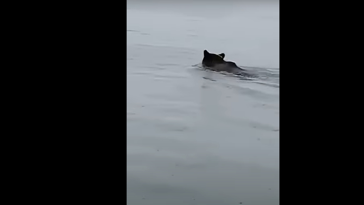 Κοζάνη: Αρκούδα κολυμπάει στη λίμνη Πολυφύτου (βίντεο)