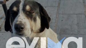 Εύβοια: Σκότωσαν αδέσποτο σκύλο στη Λίμνη – Οργή και θλίψη στην τοπική κοινωνία