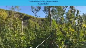 Καλλιέργεια-μαμούθ με 1650 δενδρύλλια κάνναβης ξεριζώθηκε στα Ιωάννινα