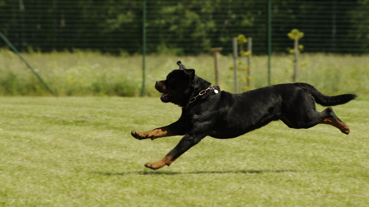 Καλαμάτα: Ροτβάιλερ επιτέθηκε και τραυμάτισε σοβαρά άνδρα – Αστυνομικός πυροβόλησε και σκότωσε το σκυλί (Βίντεο)