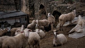 Ευλογιά αιγοπροβάτων: Το ΥΠΑΑΤ αυξάνει τους ελέγχους και την αστυνόμευση στην Κεφαλονιά