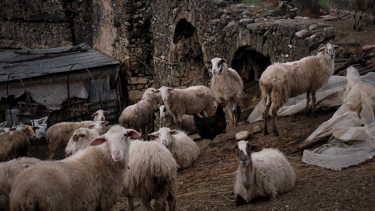 Ευλογιά αιγοπροβάτων: Το ΥΠΑΑΤ αυξάνει τους ελέγχους και την αστυνόμευση στην Κεφαλονιά