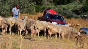 ΟΠΕΚΕΠΕ: Το επόμενο δεκαήμερο οι αποζημιώσεις σε κτηνοτρόφους για ευλογιά και πανώλη