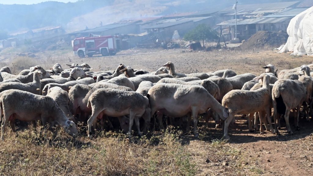 “Καμπανάκι” από την ελληνική γαλακτοβιομηχανία για την ευλογιά των προβάτων: “Η παραγωγή σε σχέση με πέρσι είναι 15% κάτω”