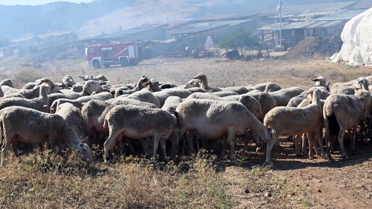 “Καμπανάκι” από την ελληνική γαλακτοβιομηχανία για την ευλογιά των προβάτων: “Η παραγωγή σε σχέση με πέρσι είναι 15% κάτω”