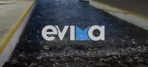 Απίστευτο φαινόμενο στη Χαλκίδα: Τα ψάρια «βγήκαν» στη στεριά! (Βίντεο)