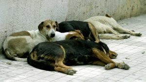 Τρόμος για 14χρονη στη Θεσσαλονίκη: Της επιτέθηκε αγέλη σκύλων – “Άρχισε να φωνάζει και να τρέχει” είπε η μητέρα της