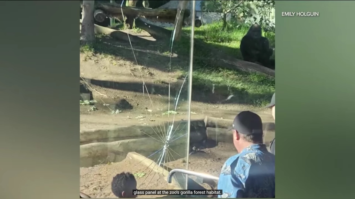 Πανικός στον ζωολογικό κήπο της Καλιφόρνια – Γορίλας ράγισε το τζάμι του κλουβιού του (Βίντεο)