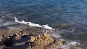 Τρομερές εικόνες σε παραλία στα Χανιά – Ξεβράστηκε καρχαριοειδές στα βράχια (βίντεο)