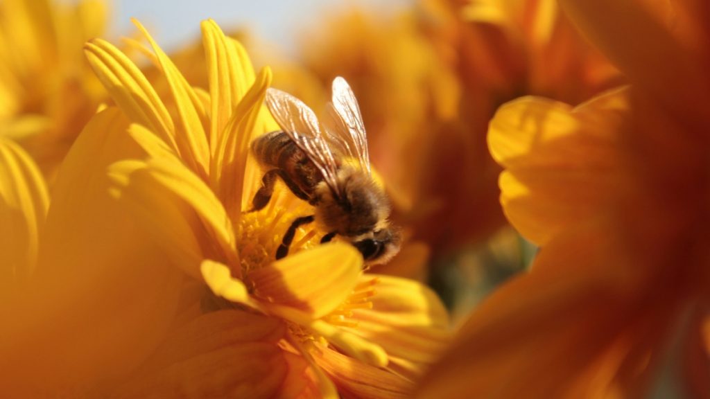Αυστραλία: Ανακαλύφθηκε νέο είδος μέλισσας που ονομάστηκε “Λούσιφερ”