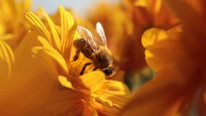 Αυστραλία: Ανακαλύφθηκε νέο είδος μέλισσας που ονομάστηκε “Λούσιφερ”