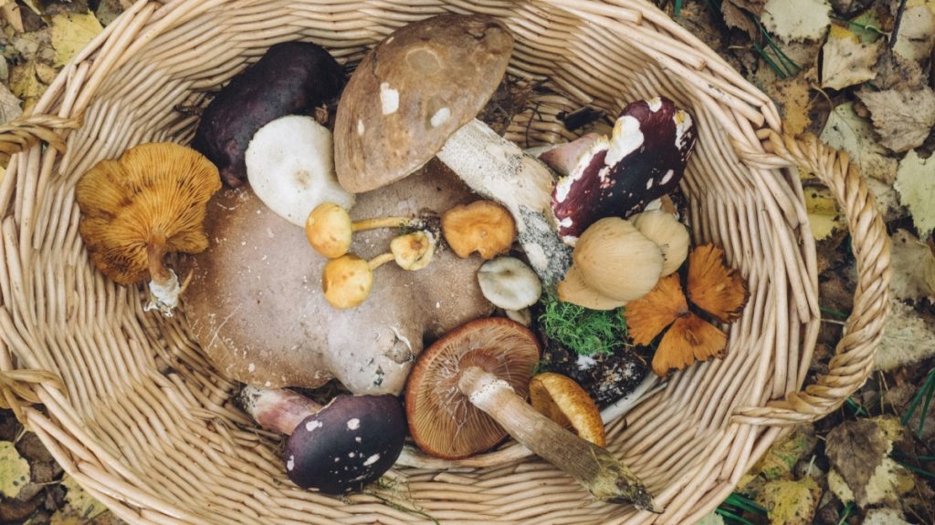 Από το ΑΧΕΠΑ στην Ιταλία για μεταμόσχευση το ζευγάρι που δηλητηριάστηκε από μανιτάρια