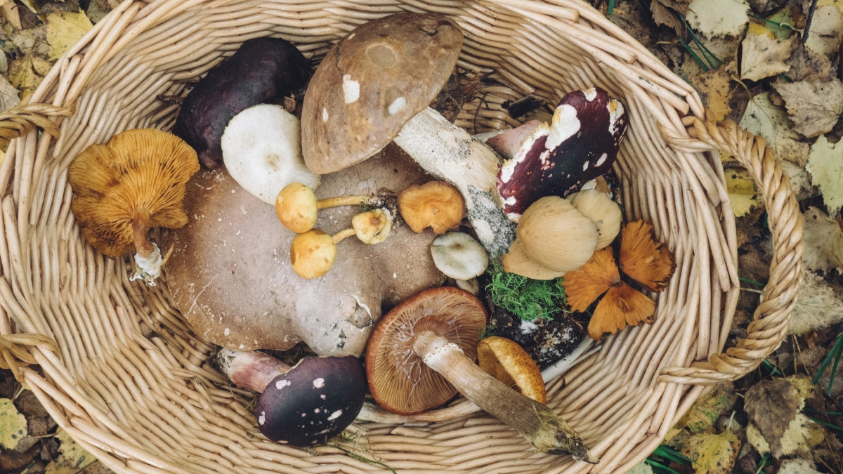 Από το ΑΧΕΠΑ στην Ιταλία για μεταμόσχευση το ζευγάρι που δηλητηριάστηκε από μανιτάρια