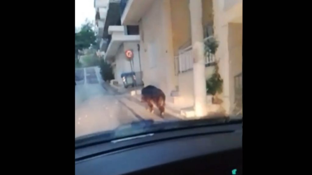 Εμφανίστηκε αγριογούρουνο στο Περιστέρι – Έκπληκτοι οδηγοί και περαστικοί (βίντεο)