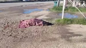 Αυτοκίνητο χτύπησε άλογο στην Αγρινίου – Αμφιλοχίας – Παραμένει τραυματισμένο στην άκρη του δρόμου