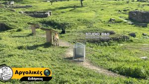 Άργος: Σοκ με επίθεση αδέσποτων σκυλιών σε 17χρονη – Σε κρίσιμη κατάσταση η ανήλικη