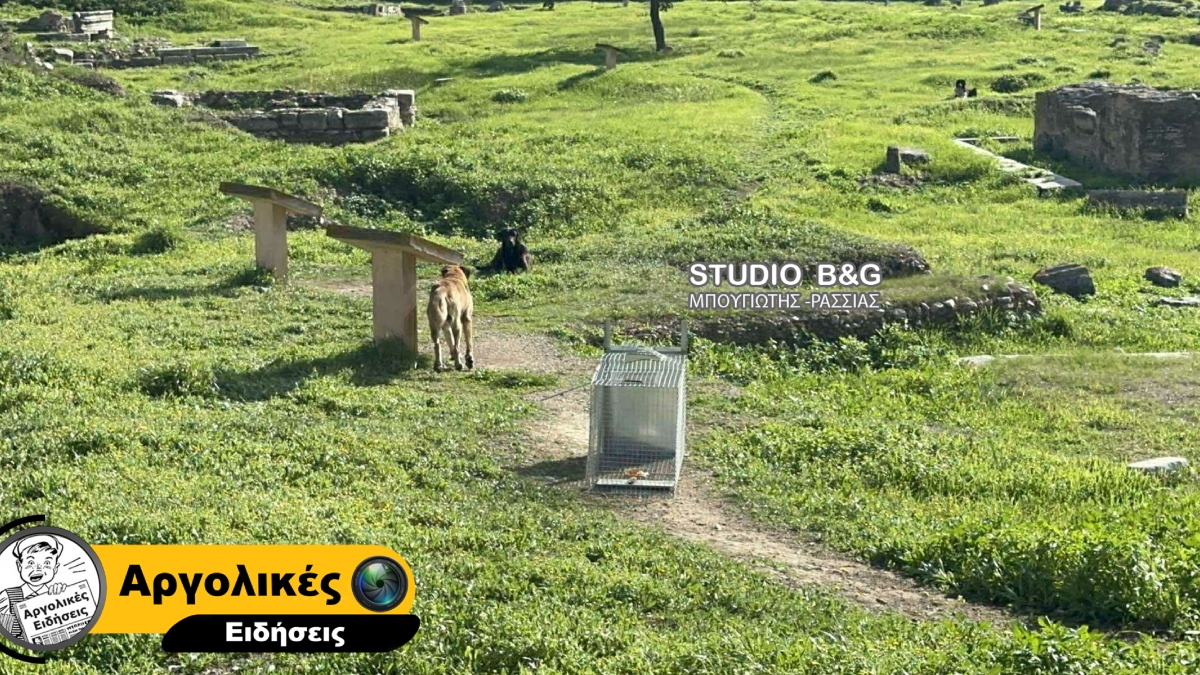 Άργος: Σοκ με επίθεση αδέσποτων σκυλιών σε 17χρονη – Σε κρίσιμη κατάσταση η ανήλικη