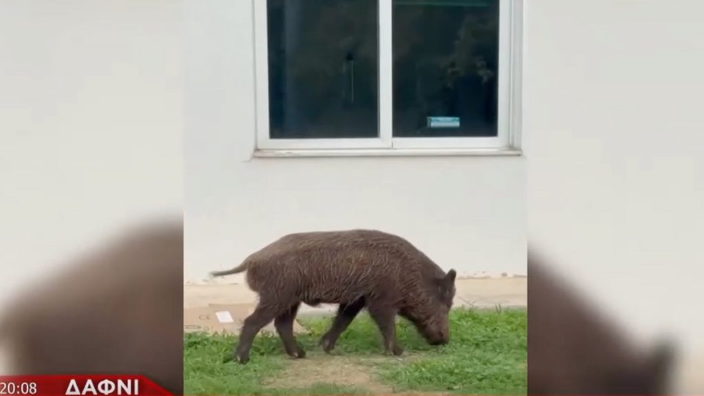 Δαφνί: Αγριογούρουνα εισέβαλαν στο Ψυχιατρικό Νοσοκομείο (Βίντεο)