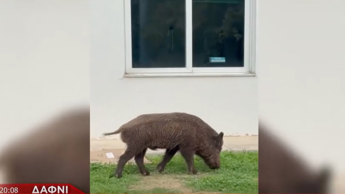 Δαφνί: Αγριογούρουνα εισέβαλαν στο Ψυχιατρικό Νοσοκομείο (Βίντεο)