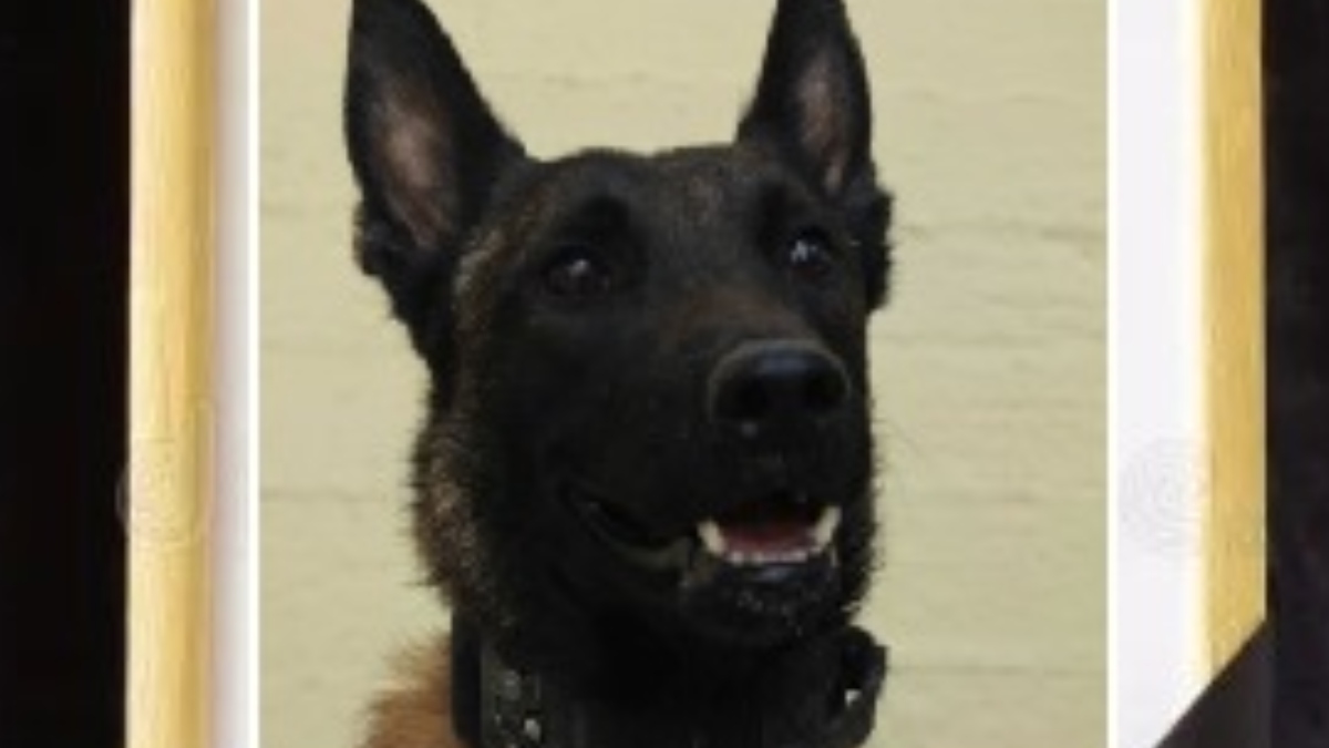 Βρέθηκε νεκρός ο θρυλικός σκύλος Echo – Οι αιχμές για δηλητηρίαση και τα κατορθώματά του