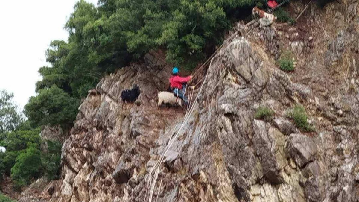 Ευρυτανία: Κατσίκες διασώθηκαν σε επιχείρηση έκτακτης ανάγκης