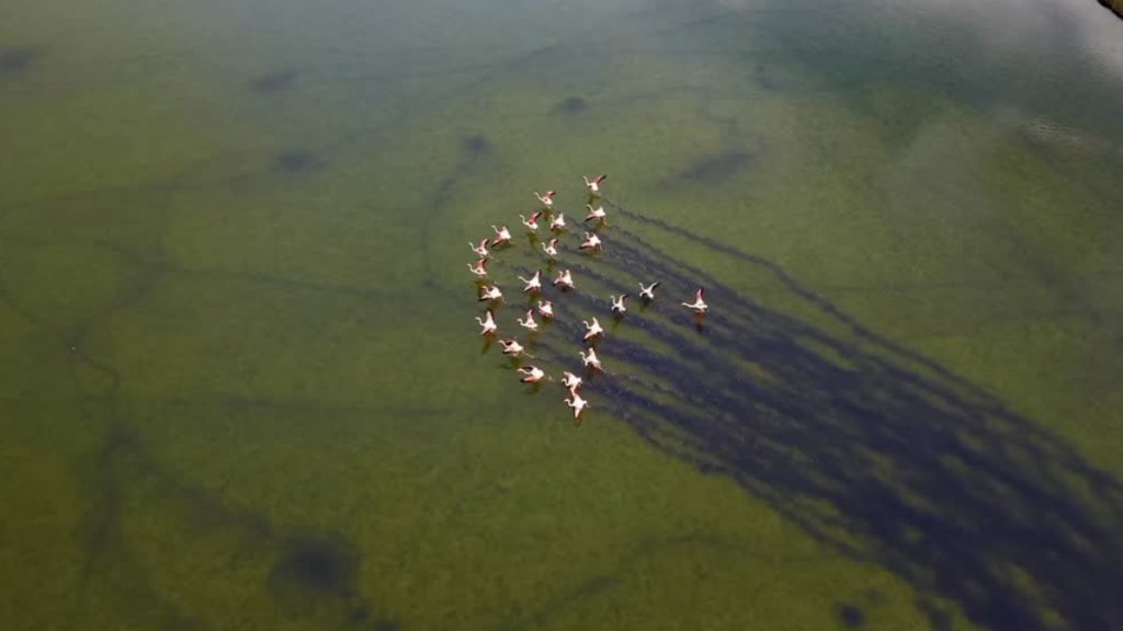 Μυτιλήνη: Η υπέροχη στιγμή που καταγράφεται από ψηλά η αποχώρηση των ροζ φλαμίνγκο (vid)